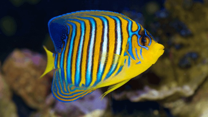 Top 6 des plus beaux poissons pour aquarium - Depuis mon hamac