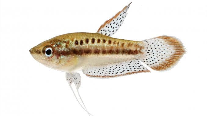 gourami grogneur