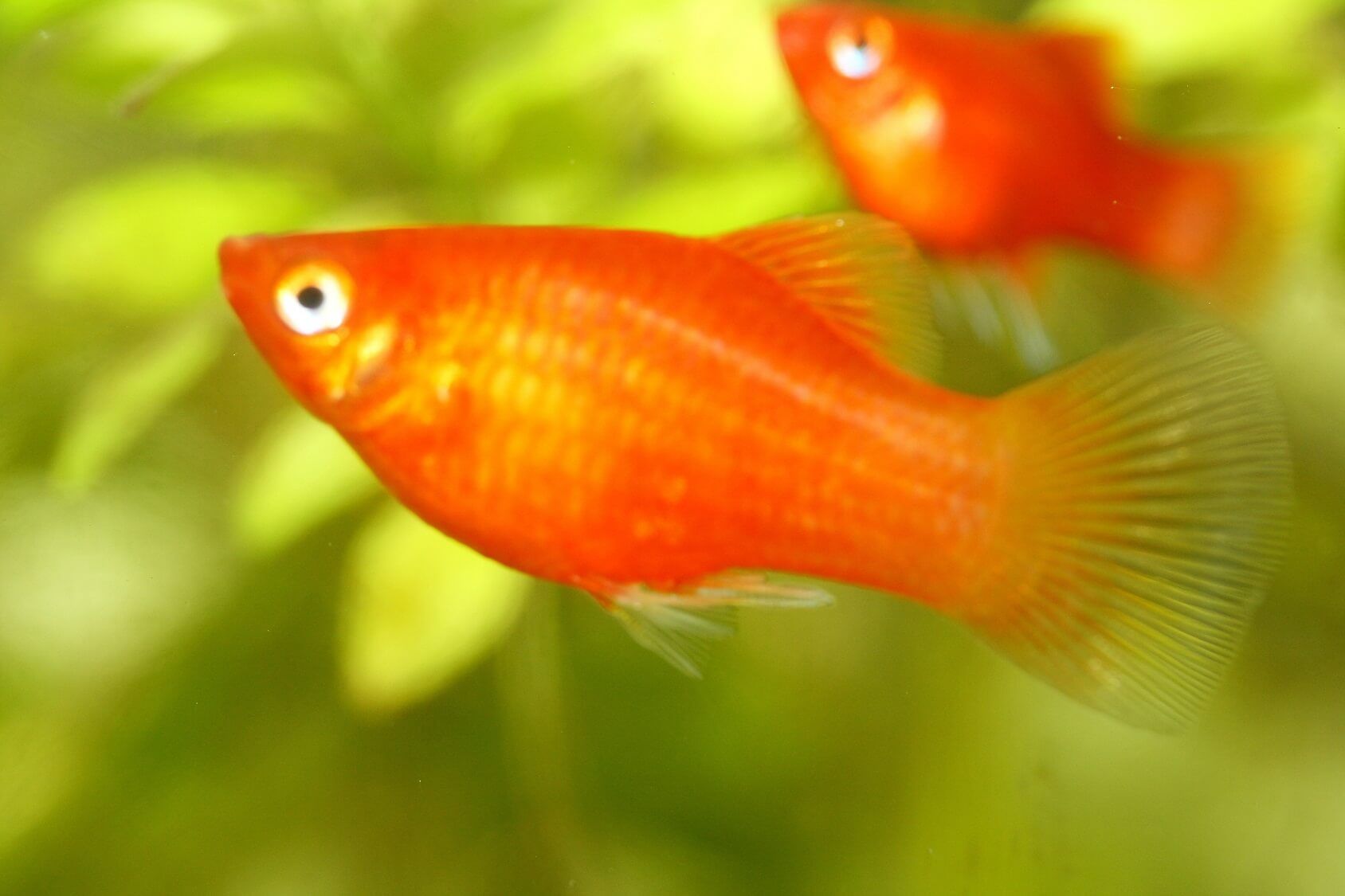 poisson platy: le guide d'entretien complet - Le Poisson Platy