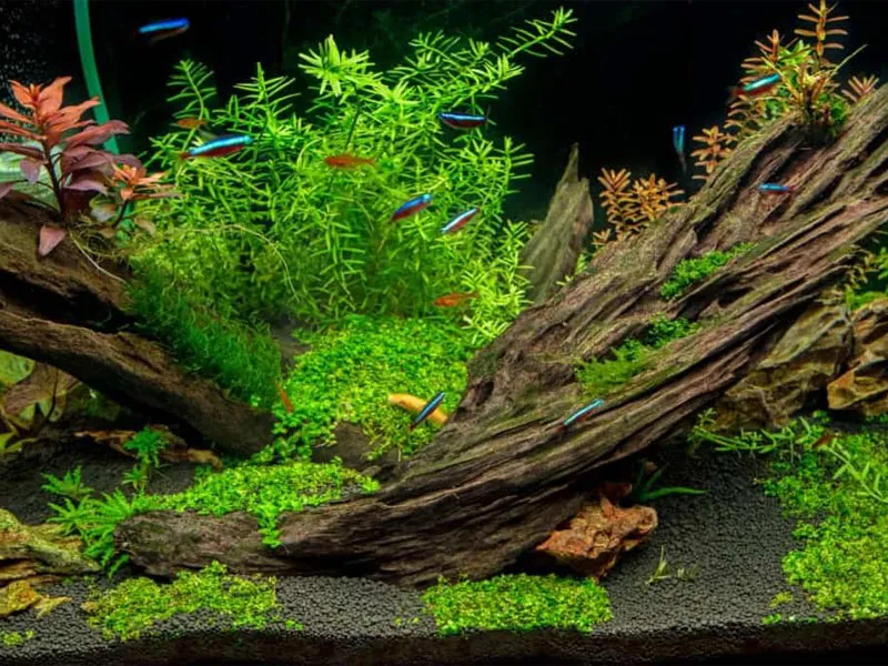 Comment décorer un aquarium