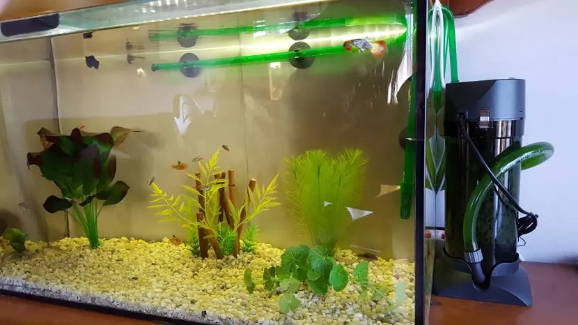 Aquarium et accessoires : comment choisir l'option parfaite